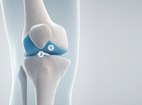 Inner view of a healthy knee joint